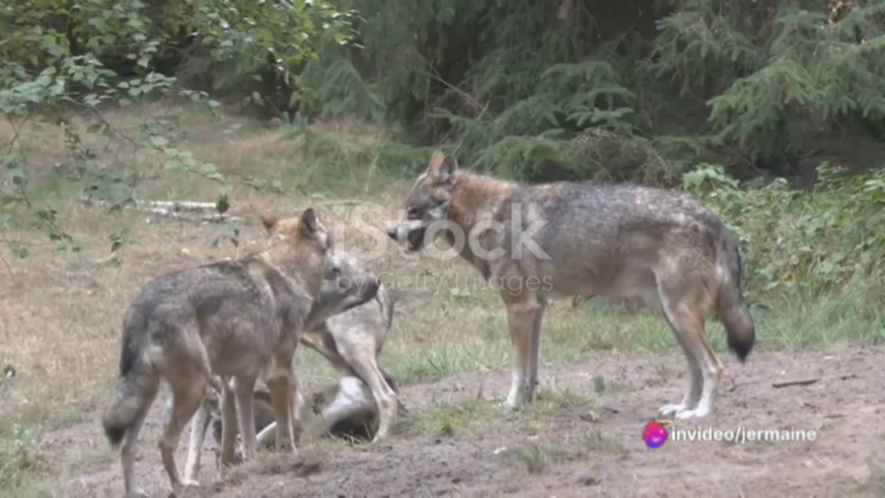 Top 10 Predators in Action: Nature's Savage Feast