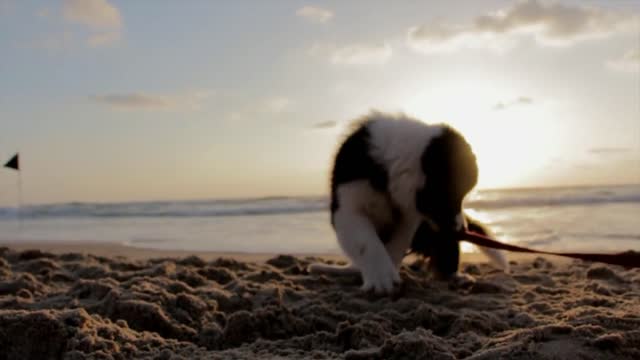 Cute Dogs And Puppies Doing Cute Things