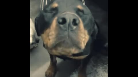 Rottweiler Dog Massage