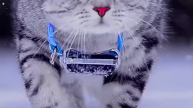 The most Beautiful Cat ever i have Seen