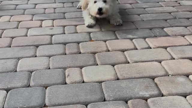 SUPER CUTE DOG TIKTOK VIDEO| TIKTOK CUTE DOG|#tiktokdogs #dogsoftiktok #cuteanimals #babydog #shorts