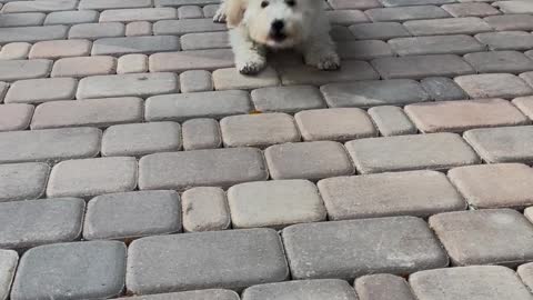 SUPER CUTE DOG TIKTOK VIDEO| TIKTOK CUTE DOG|#tiktokdogs #dogsoftiktok #cuteanimals #babydog #shorts