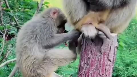 funny monkey video