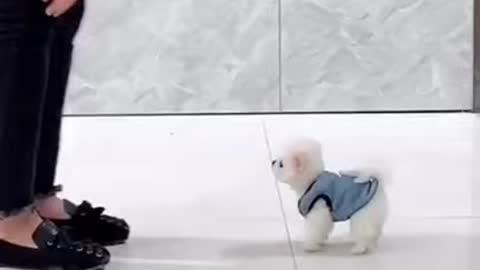 puppy tik tok