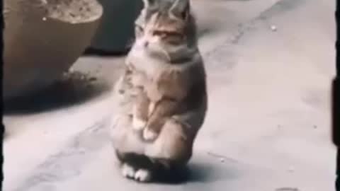 cute kitten sitting sad