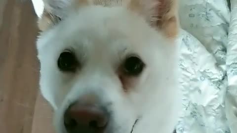 korean jindo smiles at me