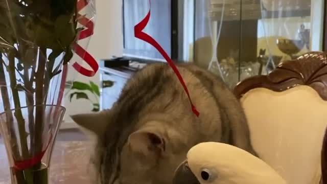 funny pets with lovely friendship