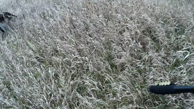 12/6/2020 Rooster flush