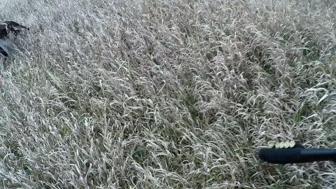 12/6/2020 Rooster flush