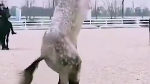 super funny marine animals compilation