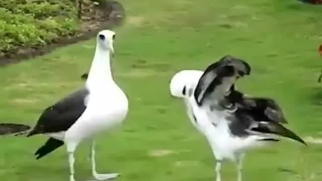 Funny Birds