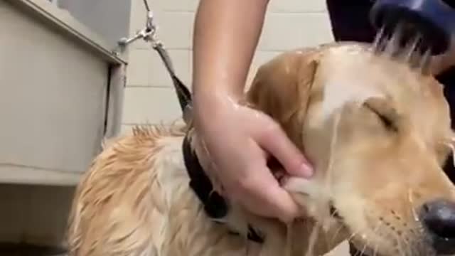 How To Wash Your Dog’s Face Tiktok by catherrera