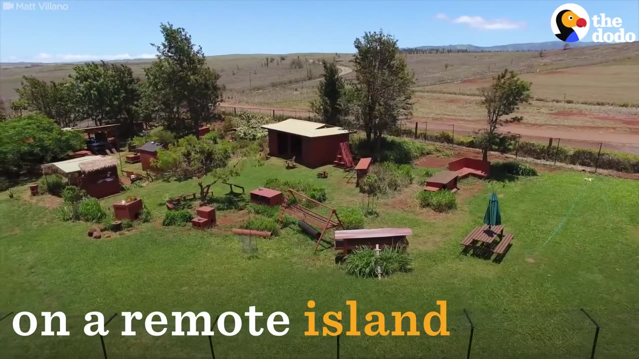 500 Rescue Cats All Live Together On This Island