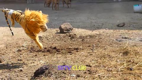 Fake Tiger Vs Dog Prank: The Ultimate Test of Laughter!