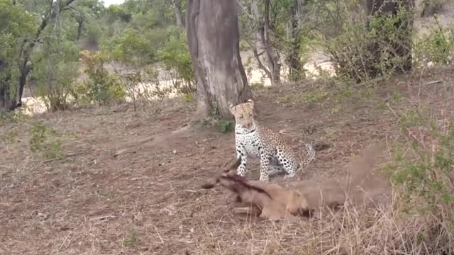 Mother WildebeestTries to Save a Baby From Leopard...!