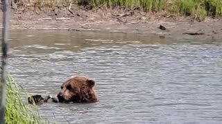 Grizzly Bear in Anchorage, Alaska