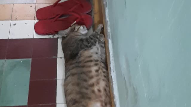 Cat sleeps now