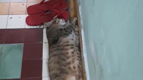 Cat sleeps now