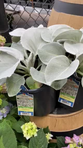 Angel wings plant