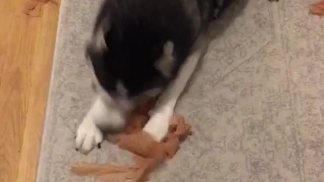 Black husky fetching and ripping paper apart