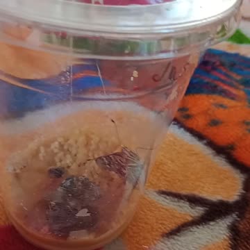 painted lady butterflies