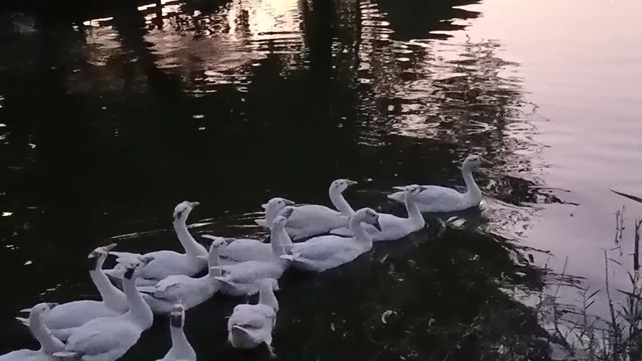 Amazing World of animals