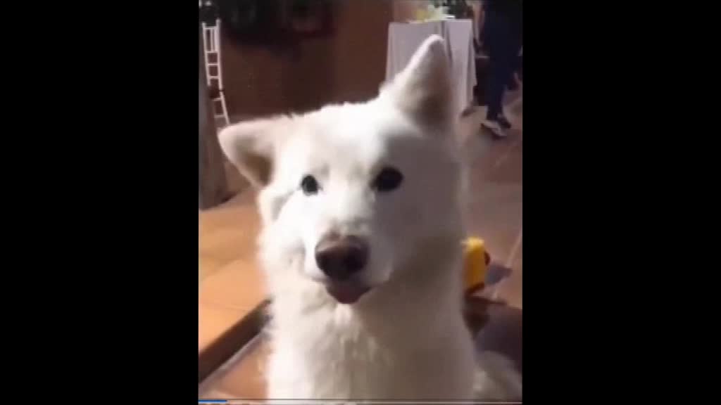 А dog dancing to the music