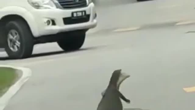 Animals have good friend