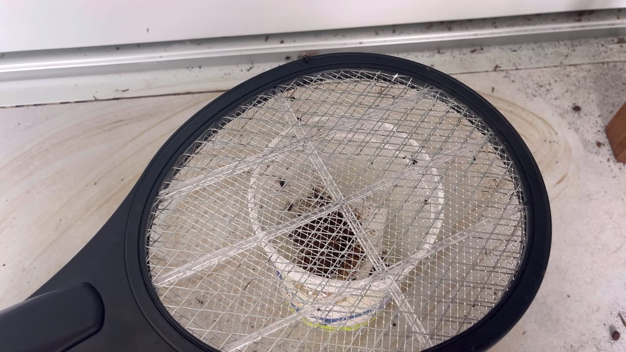 How to Kill Flies With the Best Fly Trap