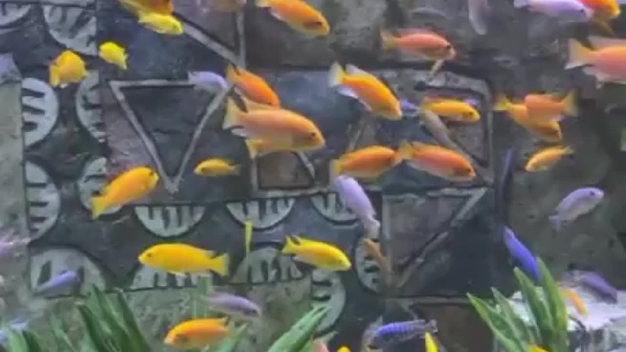 colorful tropical fish