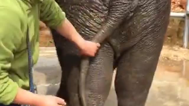 Cutie baby elephant animal funny video 2021
