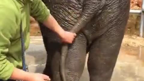 Cutie baby elephant animal funny video 2021