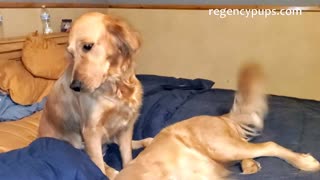 Golden Retriever Bed Stealers