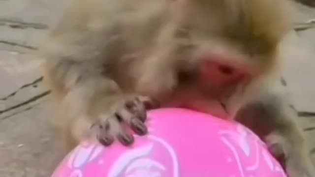 Monkey 🐒chews on a🎈balloon as it disappears surprising.