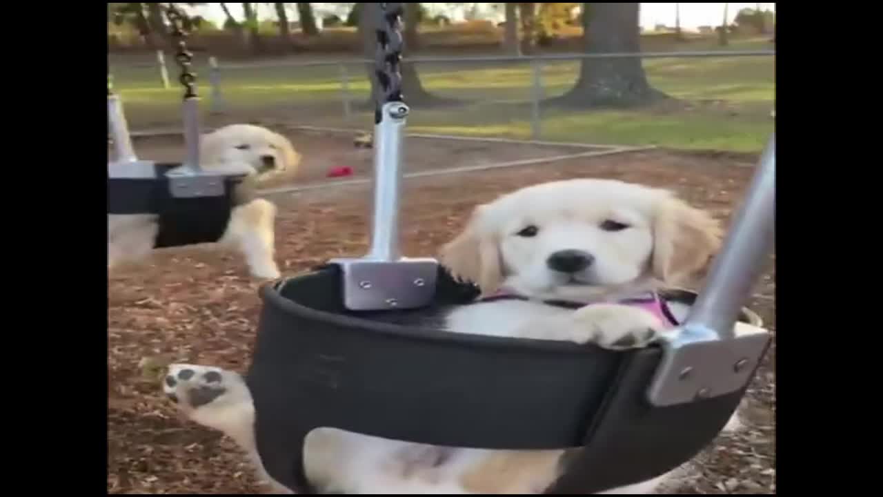 Innocently Cute dog brothers in the swing