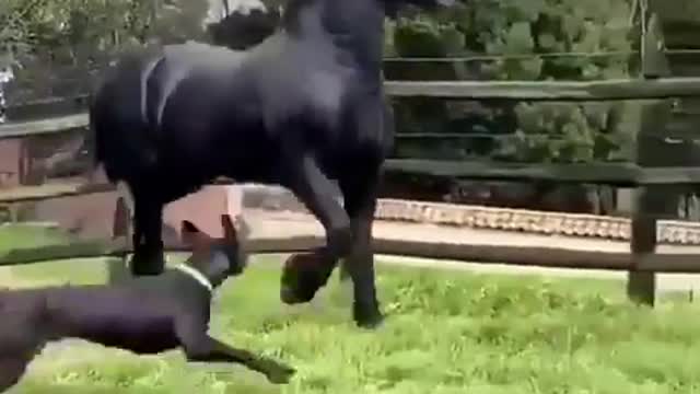 Funny Friesian horse chasing dog