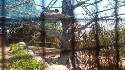 many birds