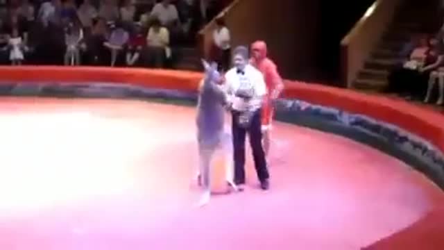 Human Fight Kangaroo With Fists | See What Happens