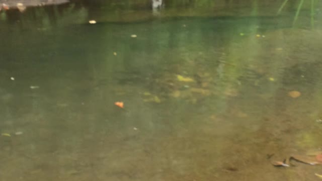 watch my aspin running, playing and swimming in the forest