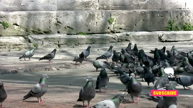 Beautiful Pigeon Feeds time.