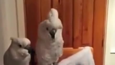 Cockatiel dancing super excited 🤗 🤗