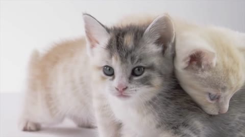 8 curiosidades sobre a espiritualidade dos gatos