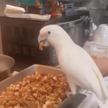 Bird sneaks holiday dinner