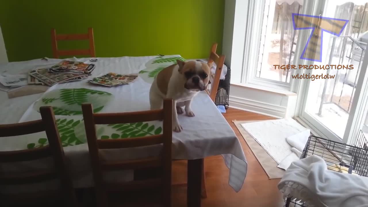 Get ready for laughing super hard-best funny and nice video