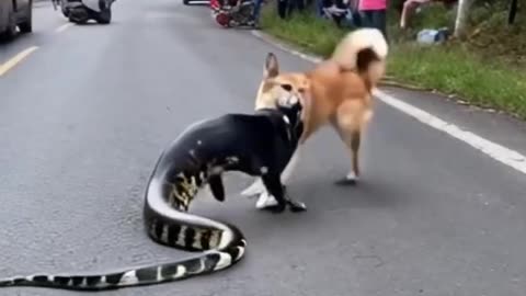 CROCODILE VS DOG