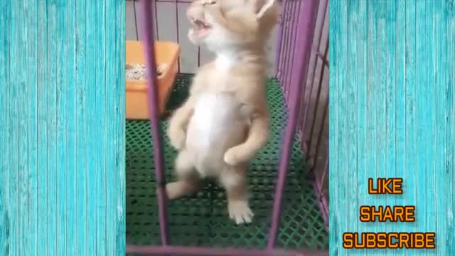 Funny cat video -try not to laugh