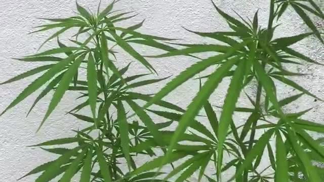 cannabis sri lanaka