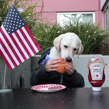 "Human" dog chows down on juicy hamburger