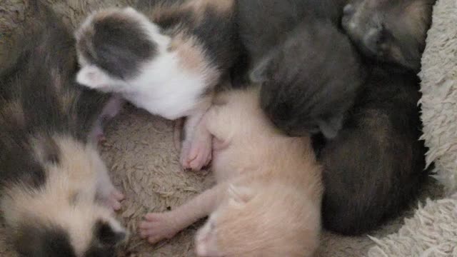 Baby kitties 2 weeks