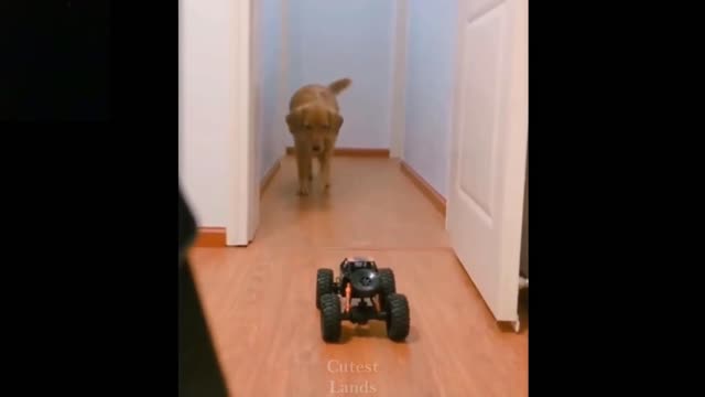 funy dog playing with a rc car